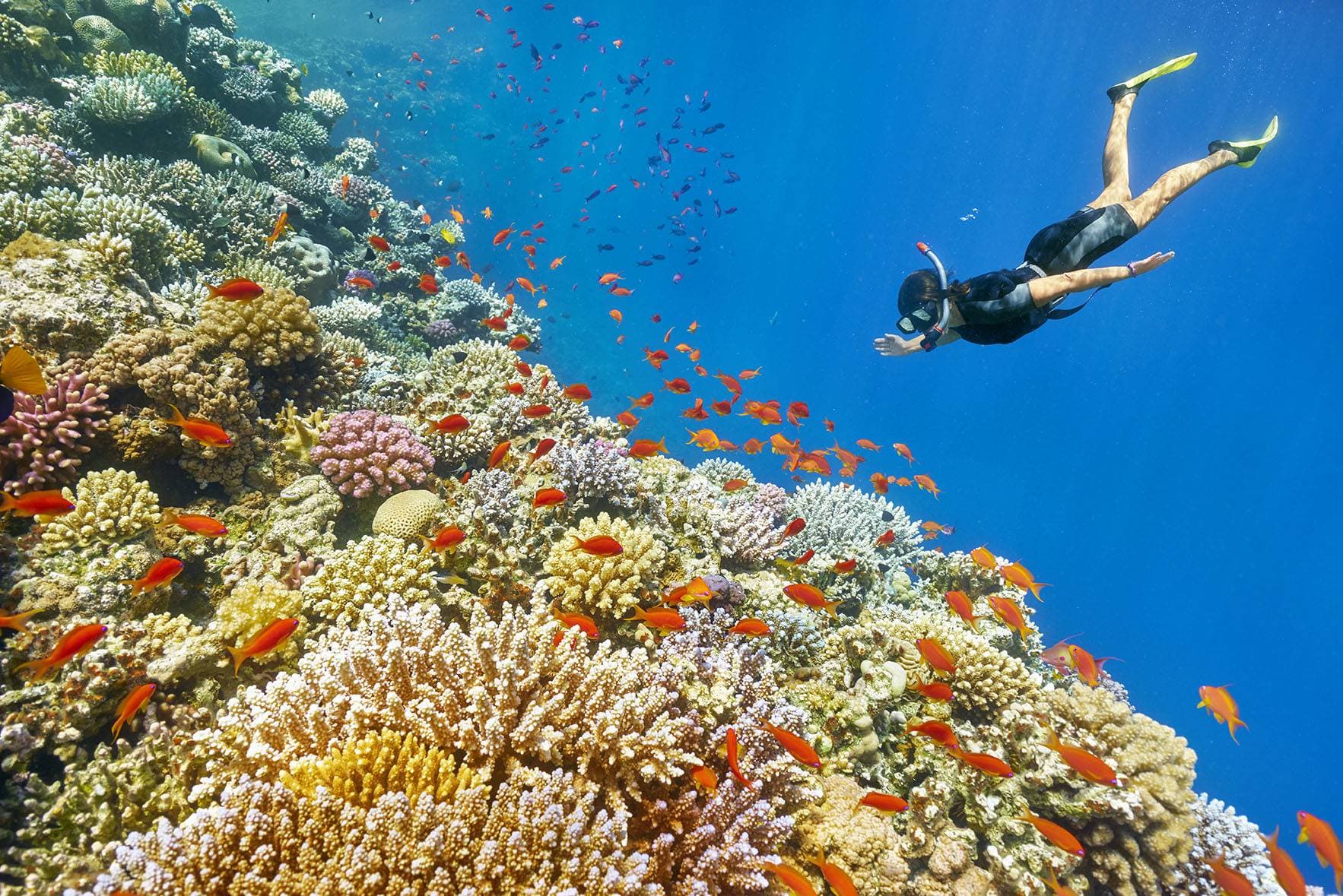 Sataya Dolphin Reef Snorkeling from Marsa Alam