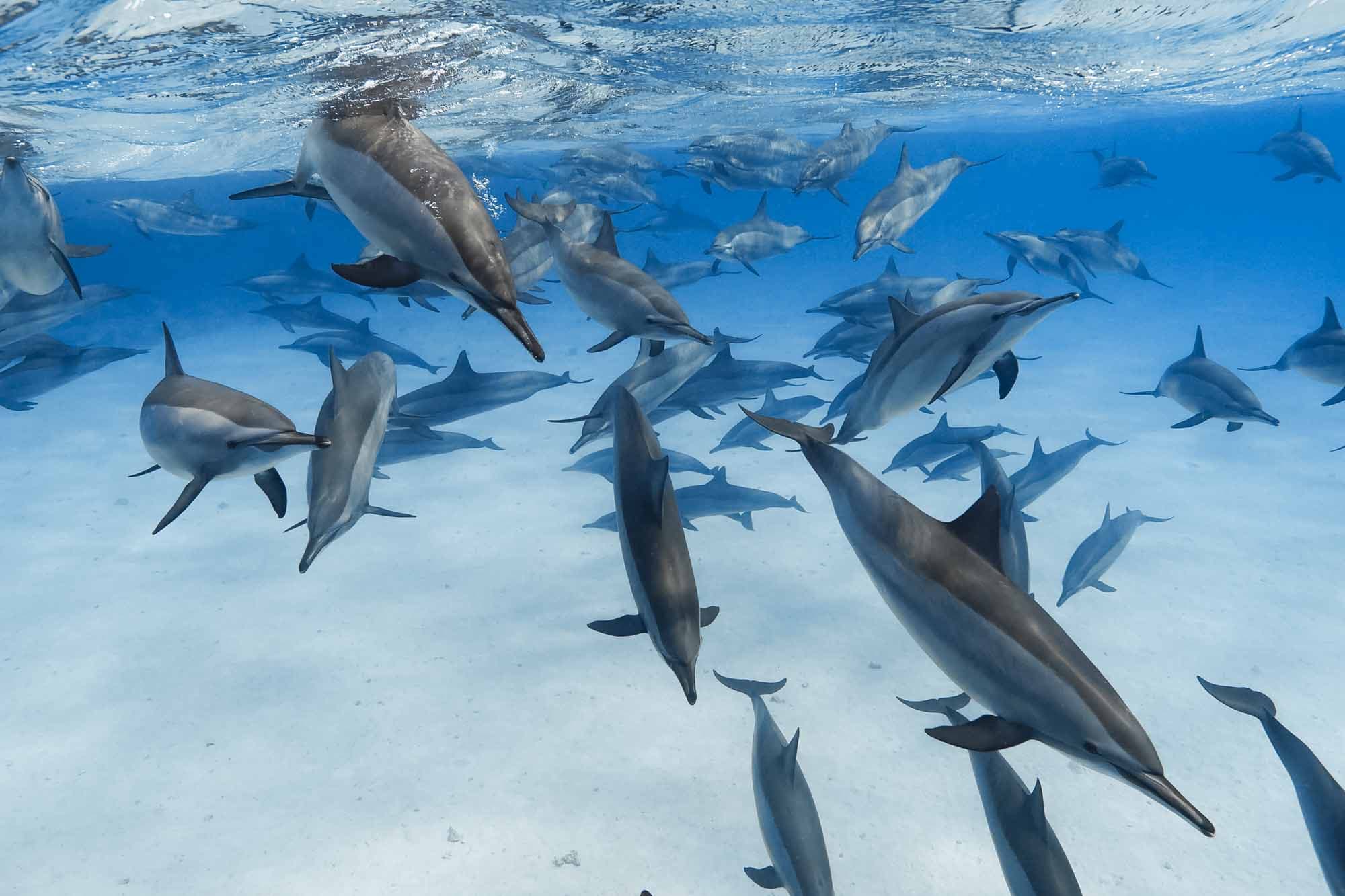 Samadai Dolphin House - Private Boat from Marsa Alam