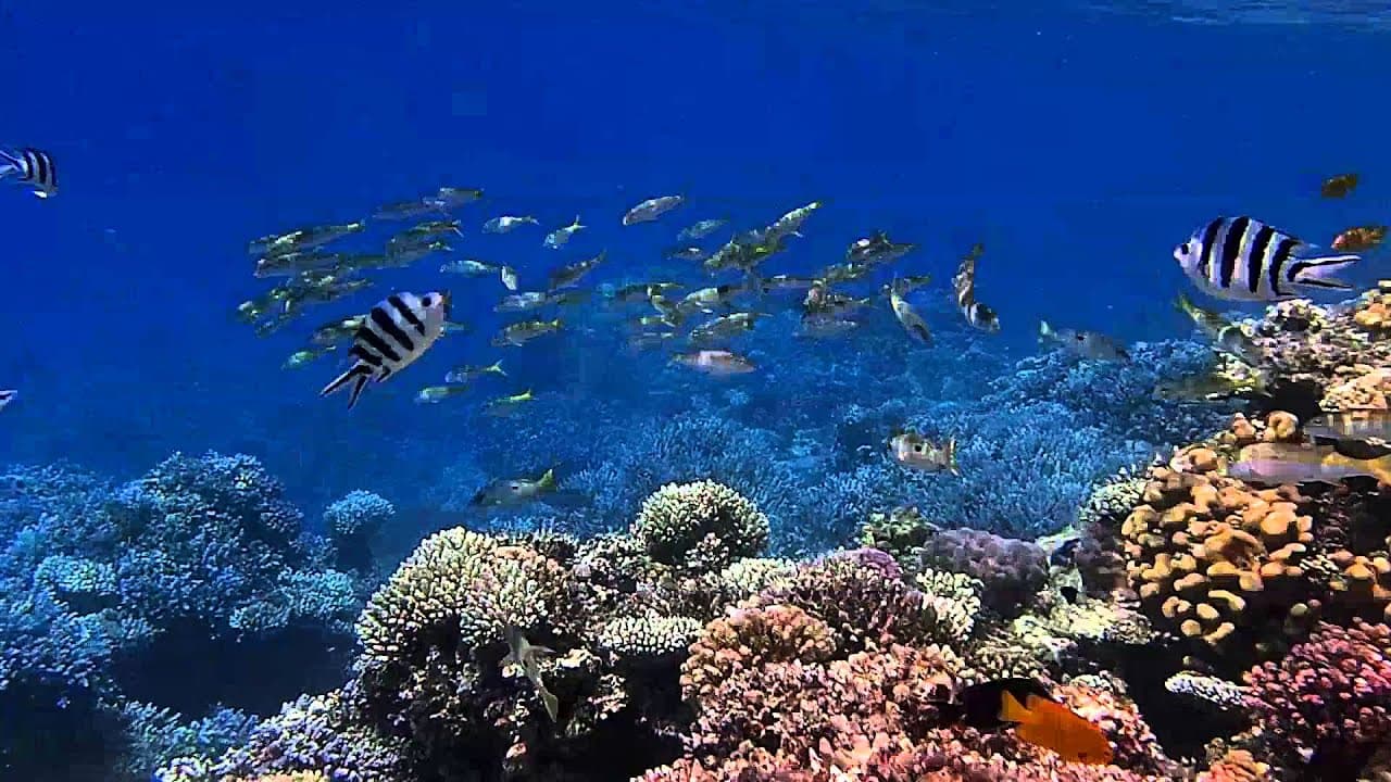 Sharm El Loli & Qulaan Mangroves - Marsa Alam Beach Day